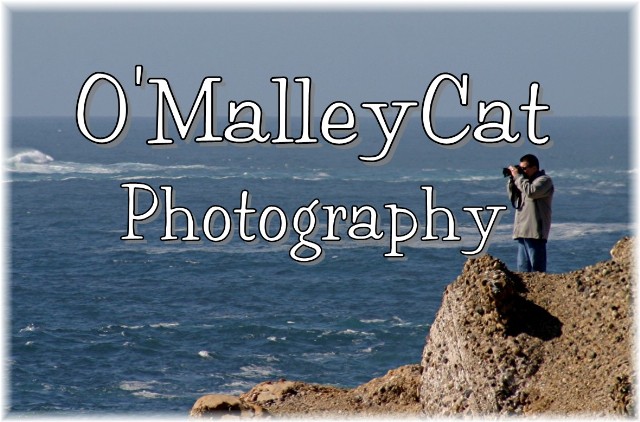 O'MalleyCat Photography